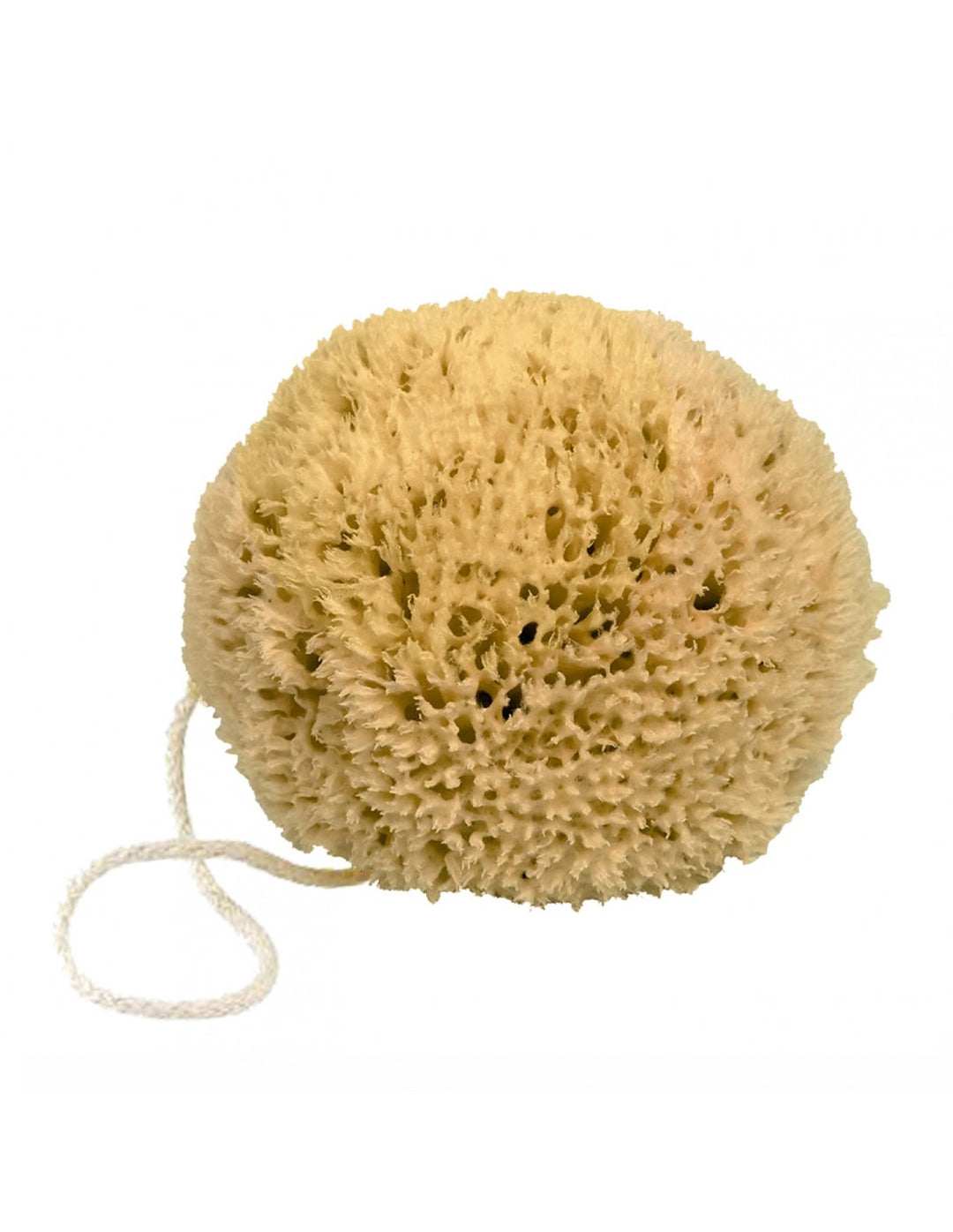 Image d'une éponge naturelle de la marque Fer à Cheval. L'éponge est de couleur beige clair et possède une texture poreuse et irrégulière. Une cordelette blanche est attachée à l'éponge pour faciliter son utilisation et son séchage.