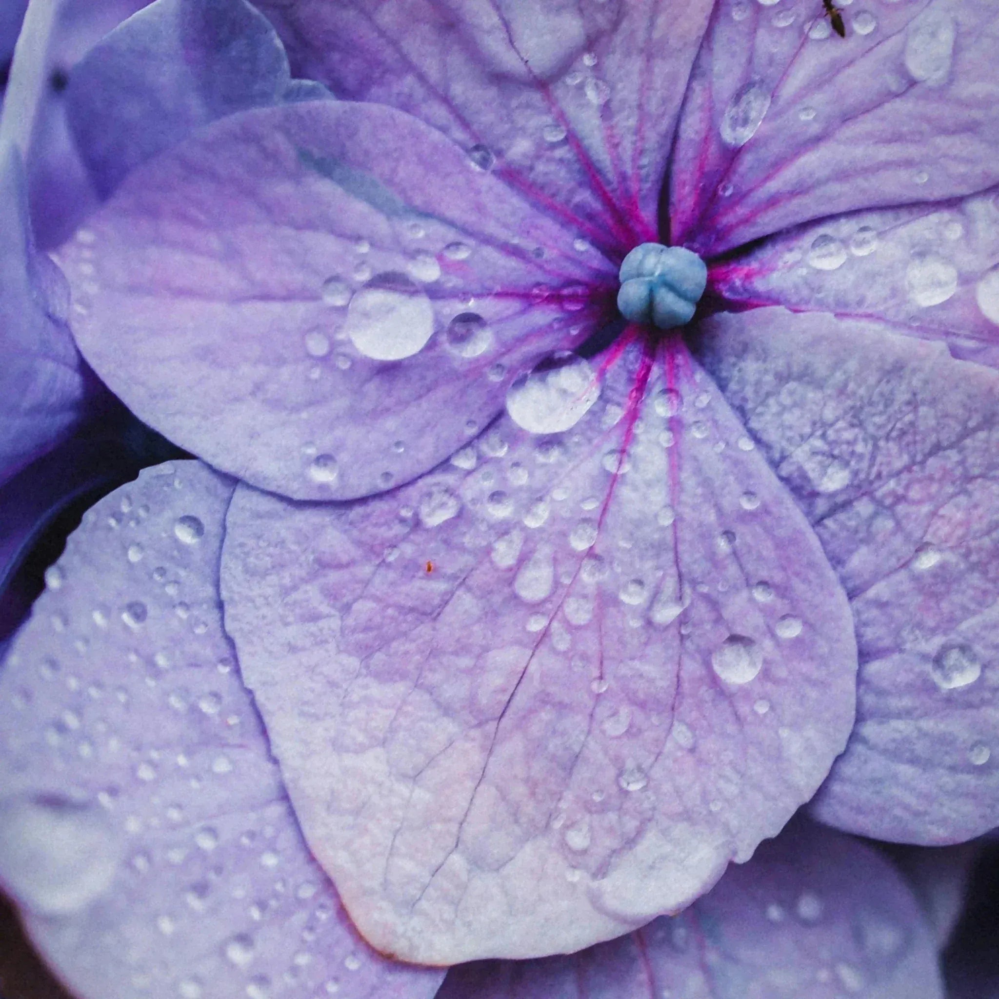 Sérum Repulpant - Etienne ThomasEndro Cosmétiques