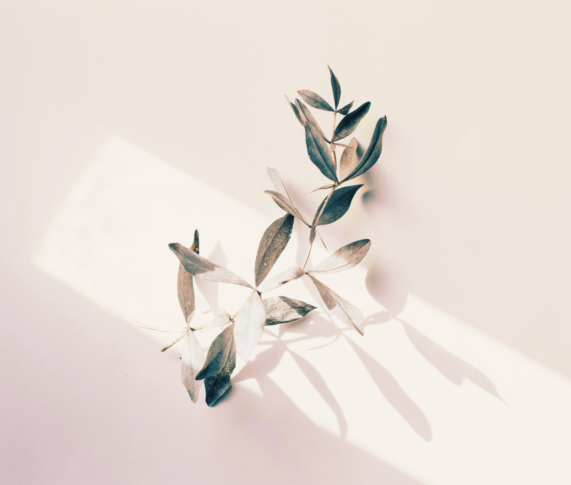 Une branche d'olivier stylisée, capturée dans une lumière douce et naturelle, crée une ambiance minimaliste et apaisante. Cette image représente parfaitement l'esthétique naturelle et épurée associée à la marque Etienne Thomas.