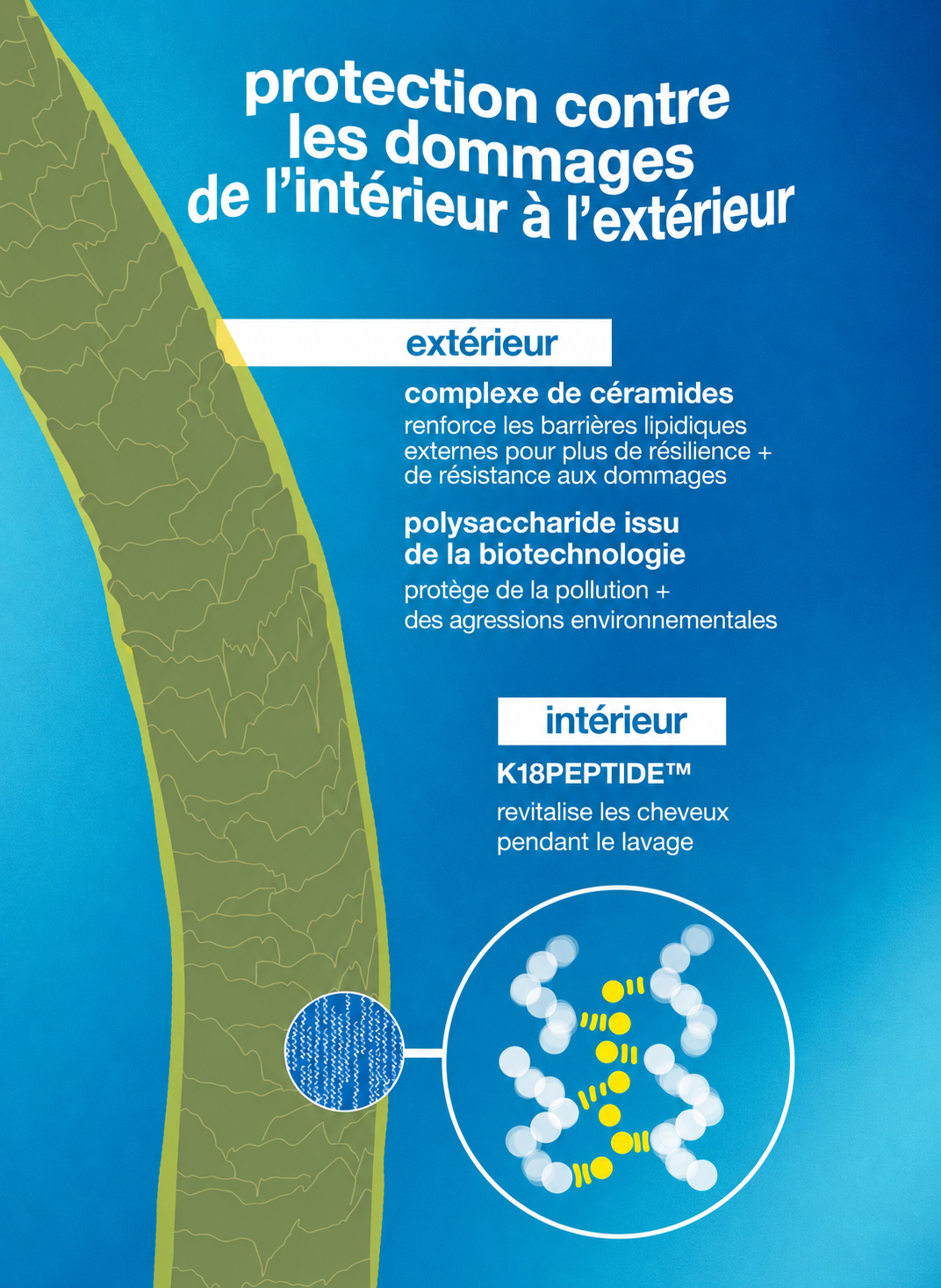 Schéma de l’après-shampooing K18 Damage Shield : céramides et polysaccharide protecteurs de la cuticule, avec K18PEPTIDE pour la fibre capillaire.