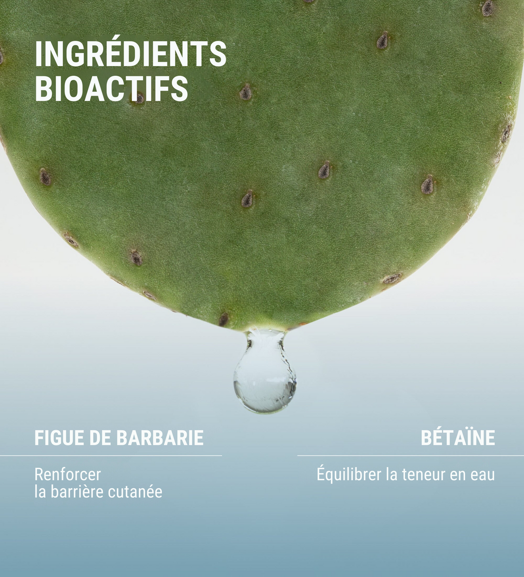Image montrant les ingrédients bioactifs du produit Hydramemory de [comfort zone], avec une figue de barbarie illustrée en haut, accompagnée d'un texte indiquant "Renforcer la barrière cutanée" et de la bétaïne avec le texte "Équilibrer la teneur en eau".