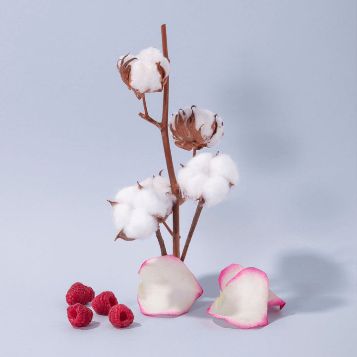 Branche de coton avec ses fleurs blanches duveteuses, accompagnée de pétales de rose et de framboises fraîches sur un fond bleu clair. Une composition délicate et naturelle évoquant la douceur et la fraîcheur.
